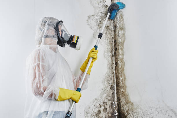 Best Attic Mold Removal  in Rowland, NC