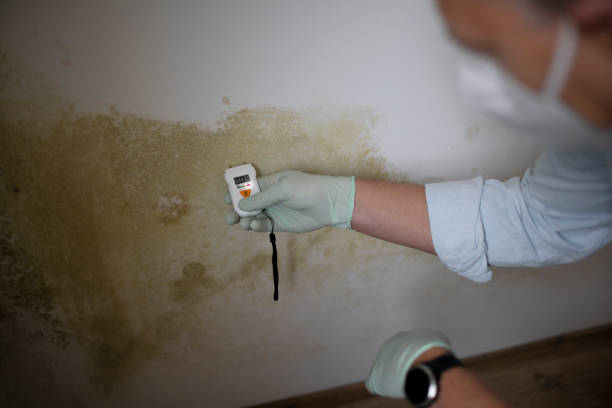 Best Home Mold Removal  in Rowland, NC