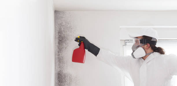 Best Mold Removal Specialists  in Rowland, NC