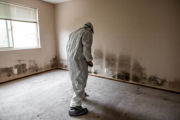 Best Affordable Mold Removal  in Rowland, NC