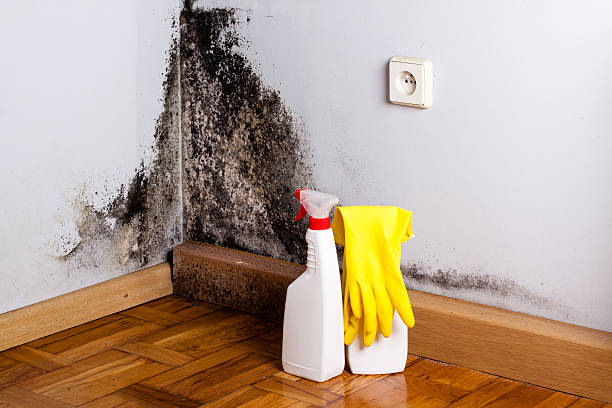 Professional Mold Removal in Rowland, NC