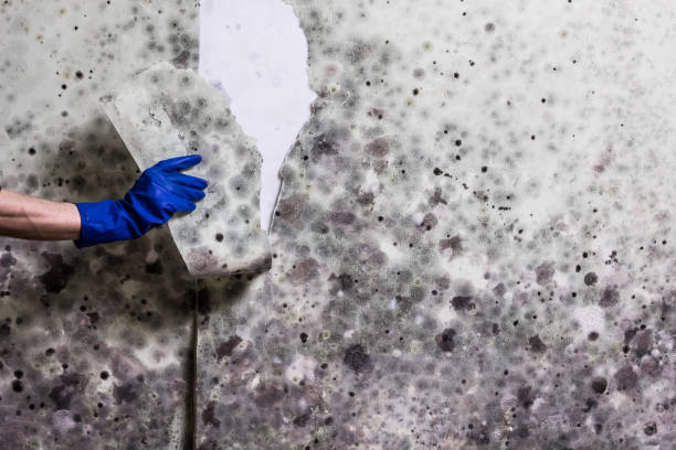 Best Mold Testing  in Rowland, NC