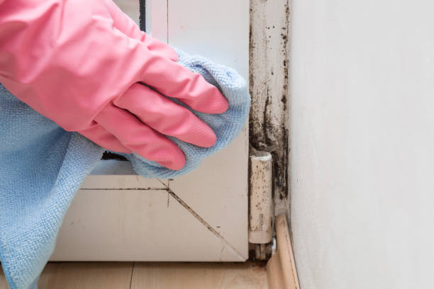 Best Black Mold Removal  in Rowland, NC